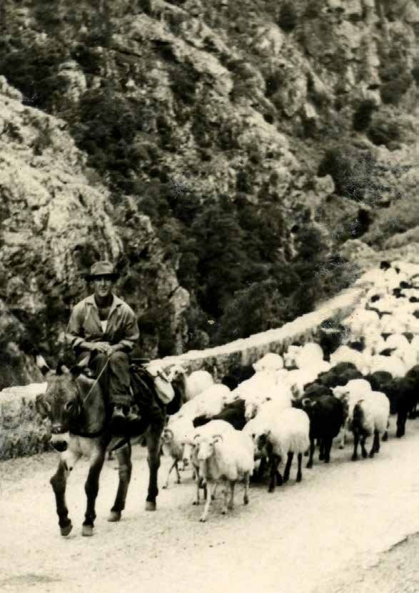 CUNFERENZE - Pastori di Corsica