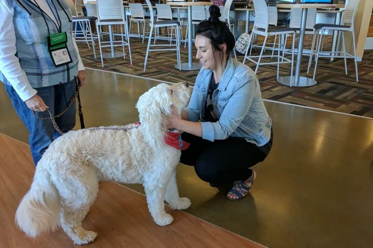 Therapy Dog Visits