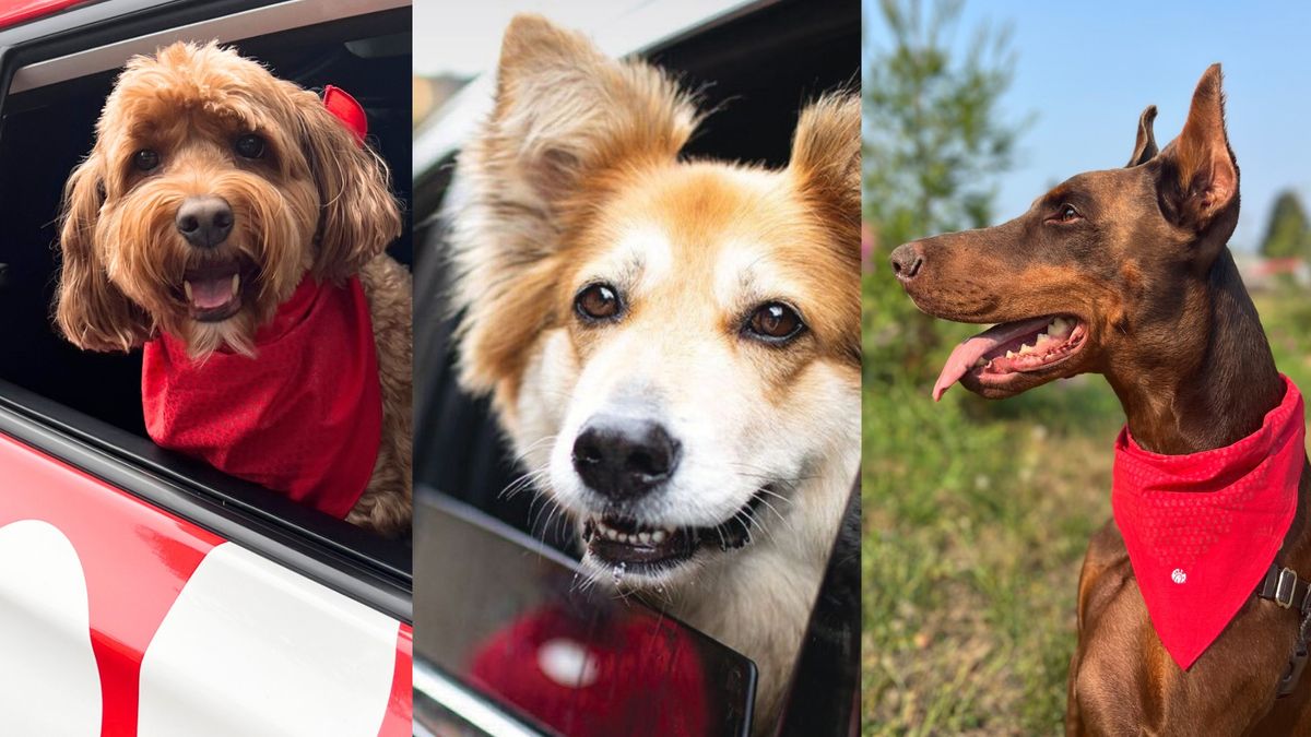 Dogs in the Drive-Thru at Chick-fil-A 