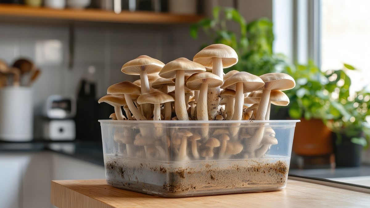 Plant Workshop: Gourmet Mushroom Growing 101