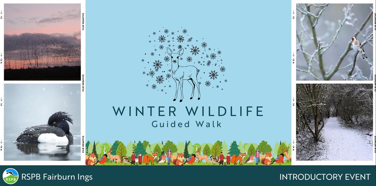 Winter Wildlife Walk- RSPB Fairburn Ings