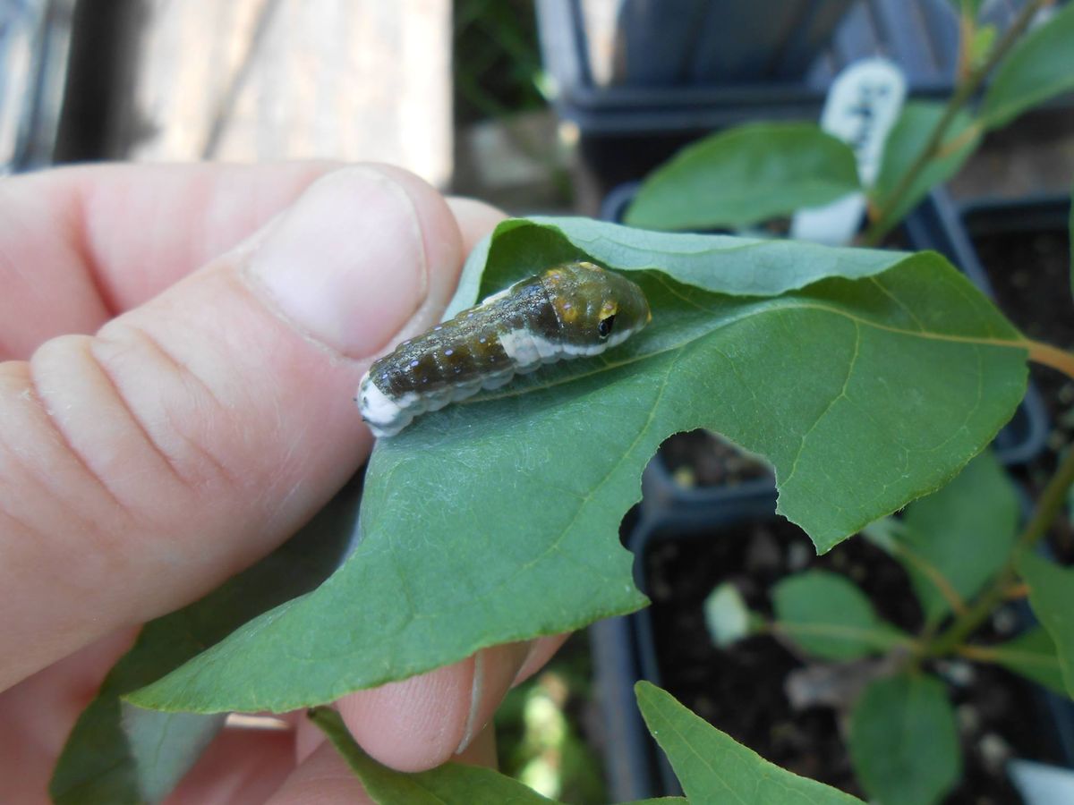 Capital Area Extension Master Gardeners