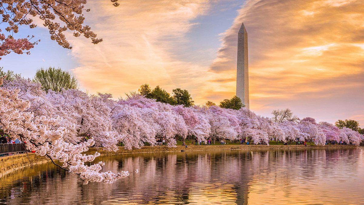 Cherry Blossom Festival in Washington, DC