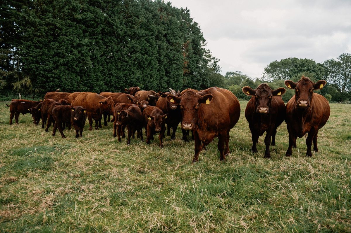 Dispersal Sale of the Hemingby Herd of Pedigree Lincoln Red Cattle on behalf of Mr Michael Read