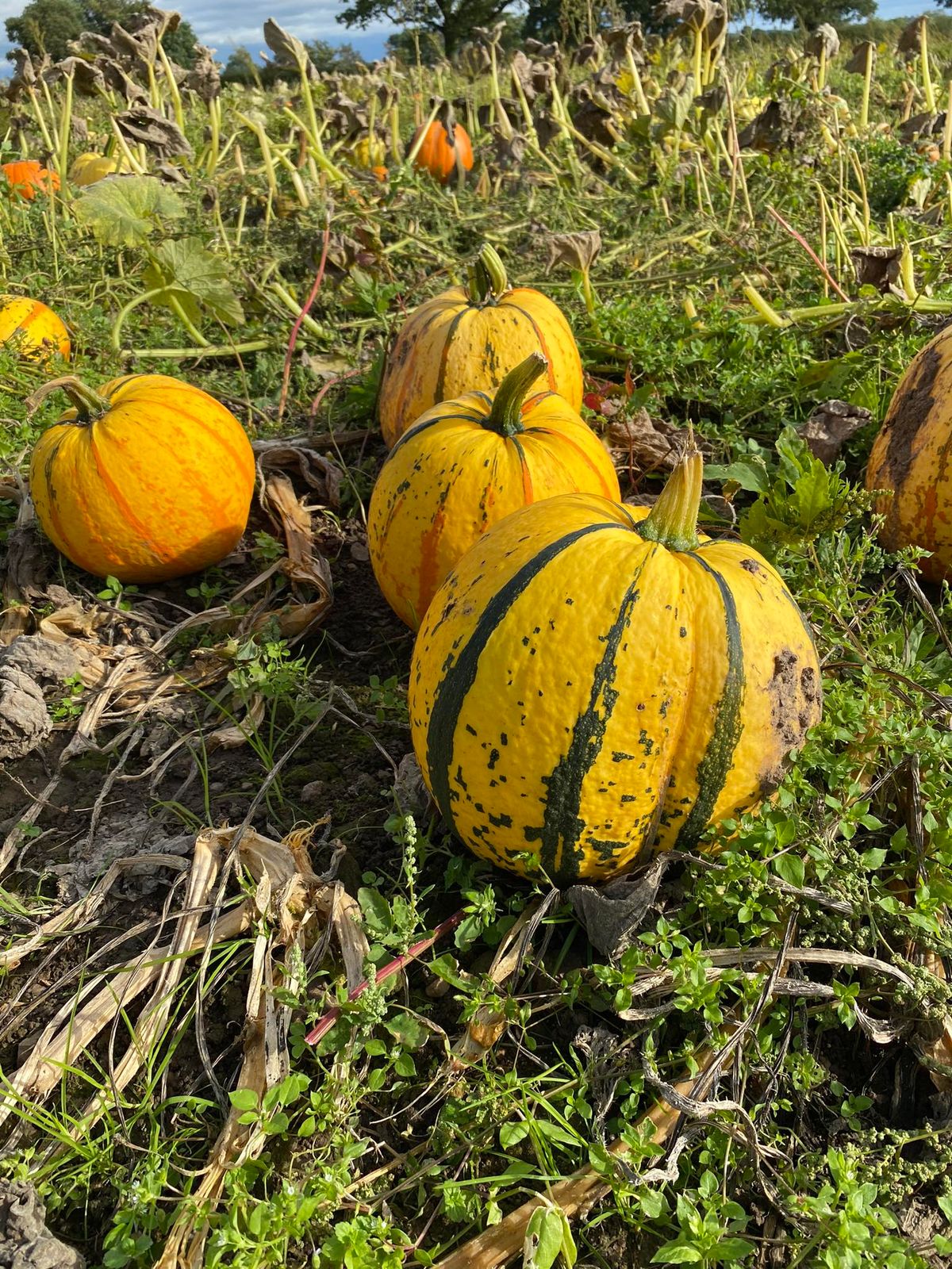 Pumpkin , potato , parsnip , carrot and beetroot picking 