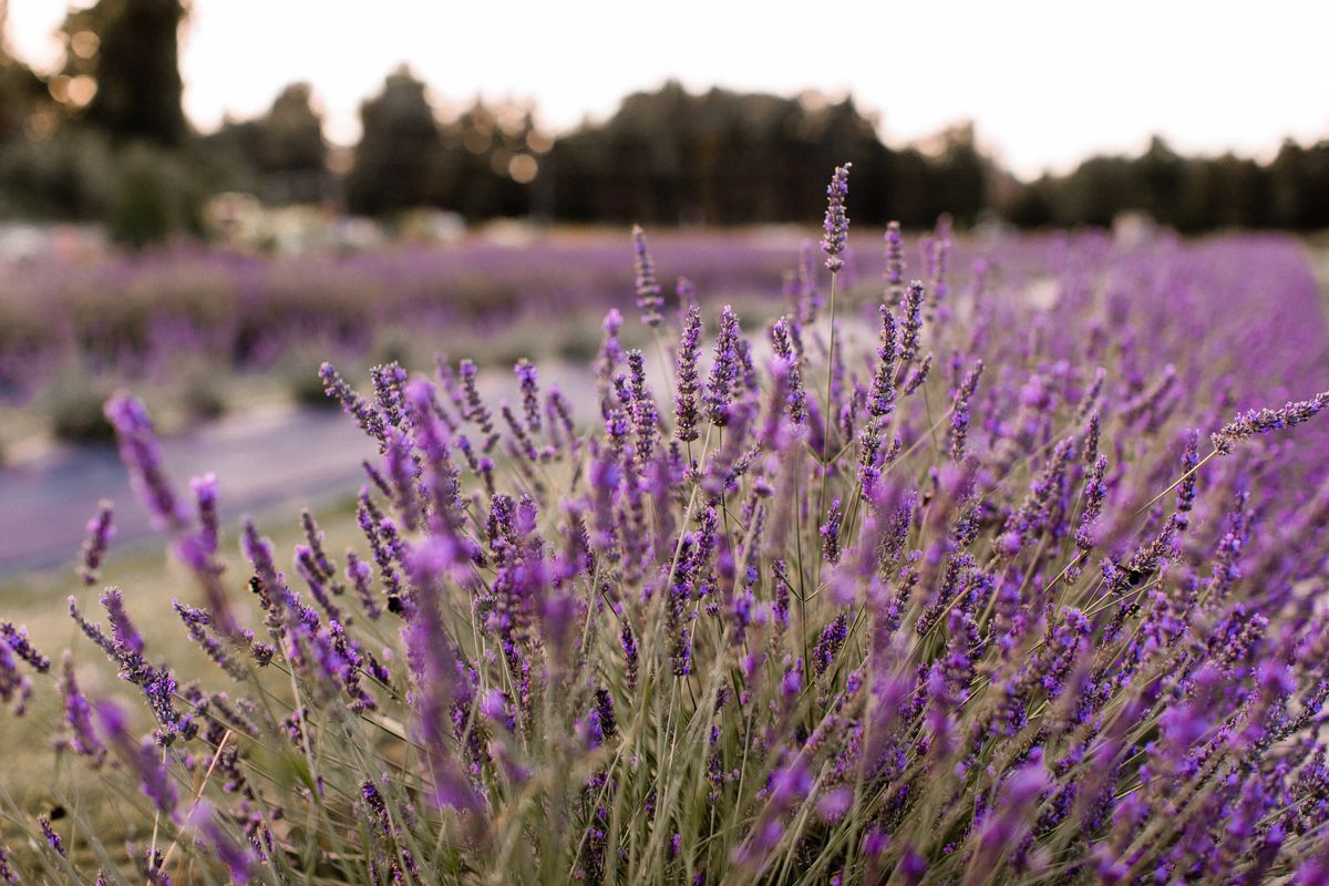 Lavender Harvest Festival - Weekend Two 