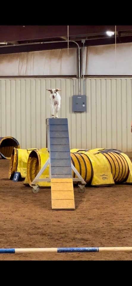 AKC Agility Trials