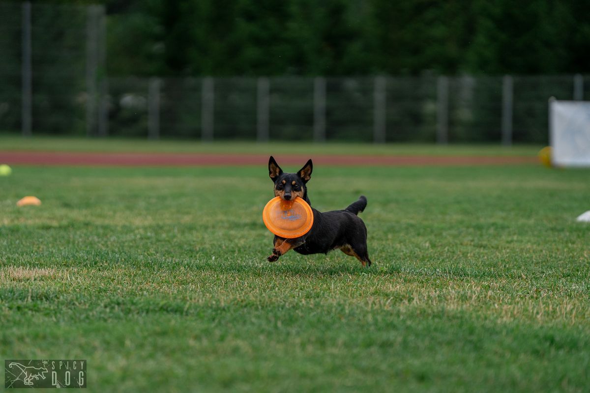 Estonian Open 2025 - koerte frisbi v\u00f5istlus