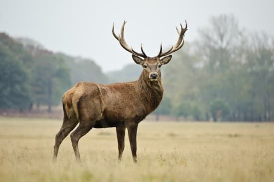 Voyage Chamanique l'esprit du Cerf