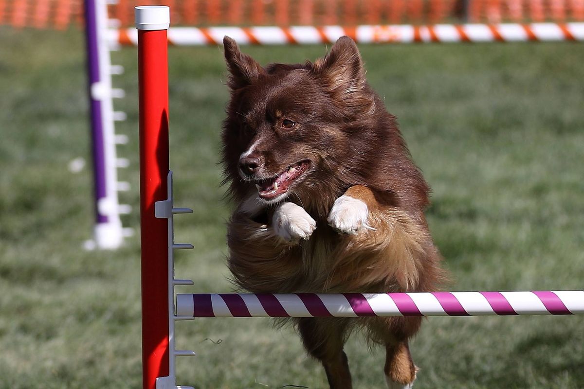 ASCA Agility Trial by Northwoods!