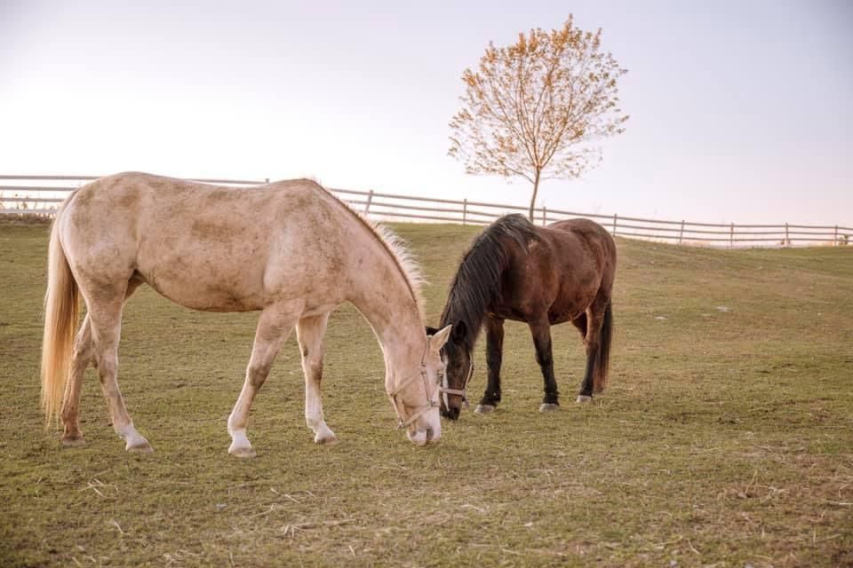 Rhythms of Grace Stables Horse Meditation and Sound Healing Experience 