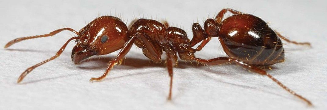 Weekend Wildlife -- the Red Imported Fire Ant