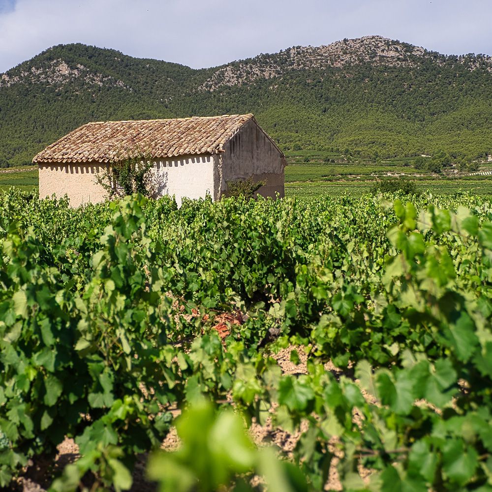 Tour & Tasting - Transformation of a legendary wine region, Rioja \ud83c\udf47