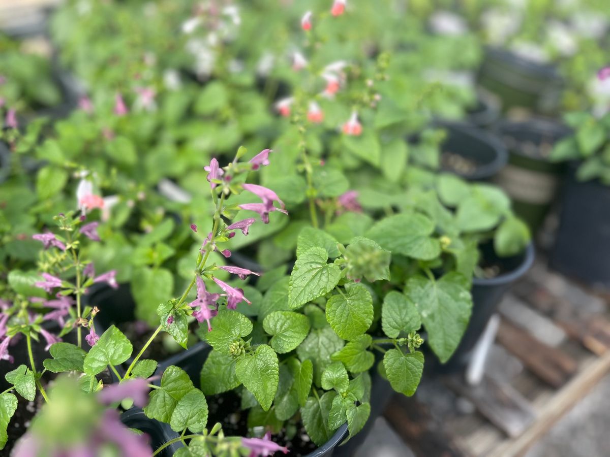 Gallatin FFA Plant Sale 