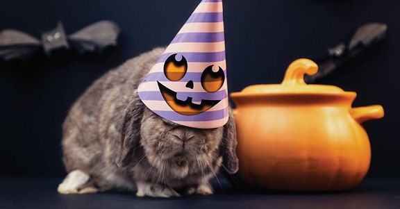 Get Spooky With House Rabbits