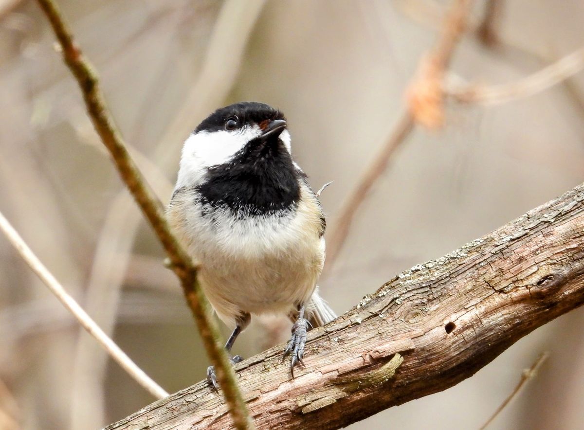 March Bird Hike