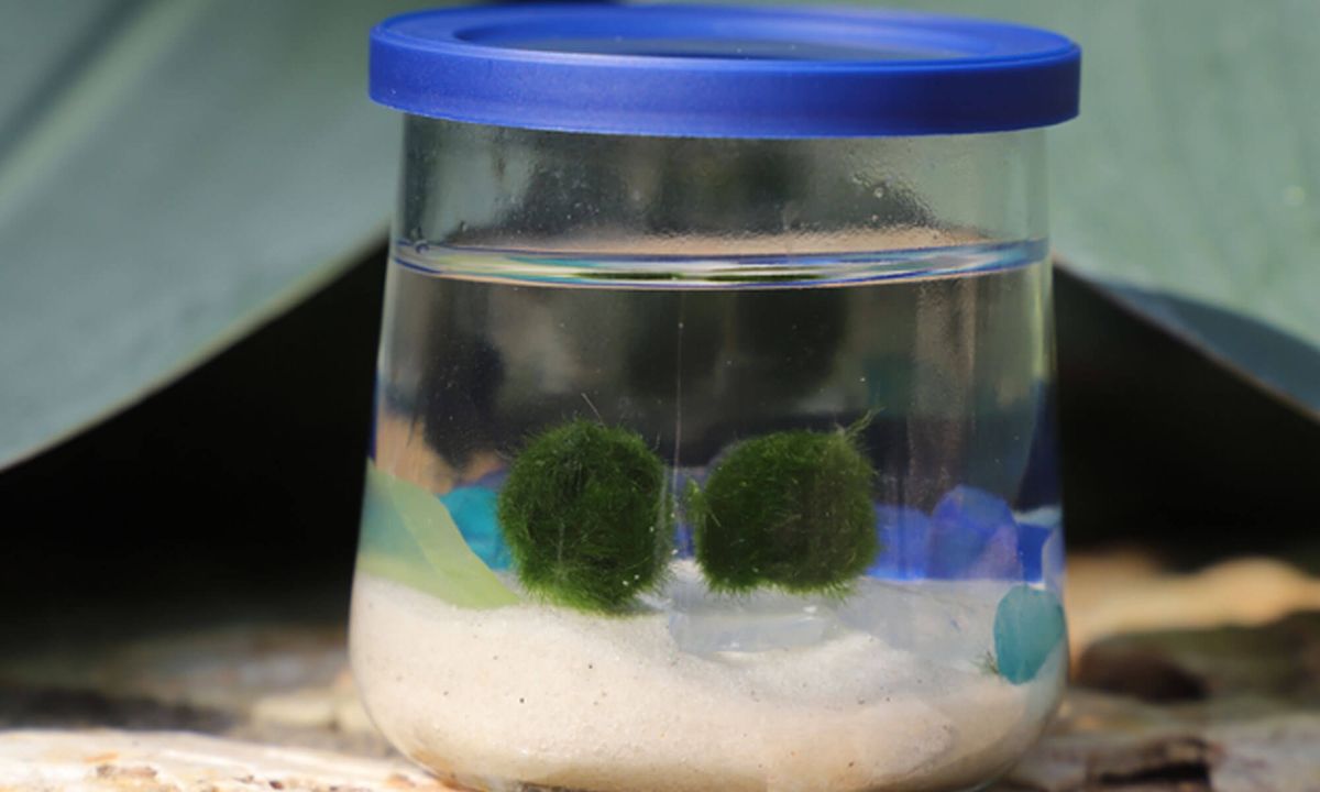 Marimo Moss Ball Drop In