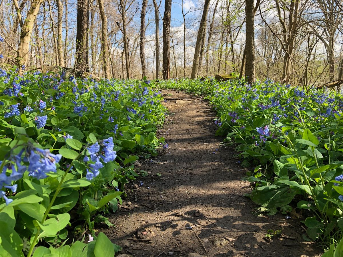 WVU Department of Biology Spring Ephemeral Wildflower Walks, Week 1