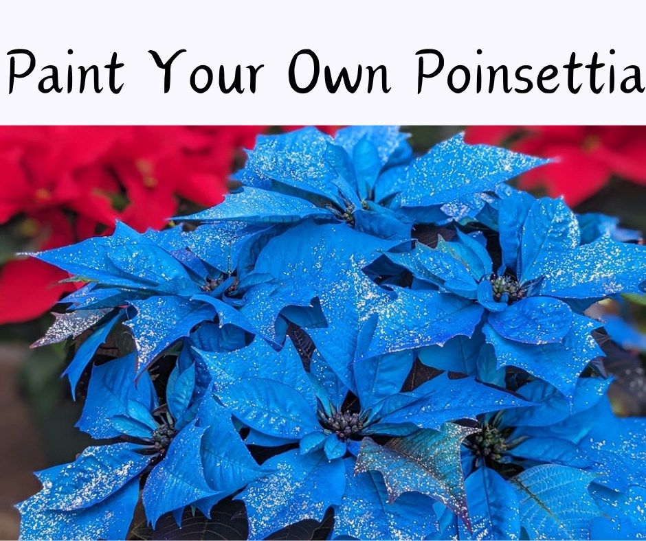 Paint Your Own Poinsettia Workshop