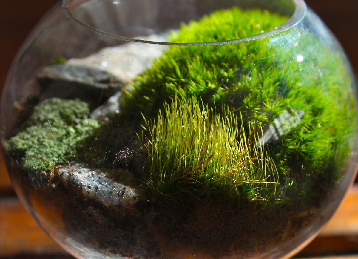 Create Your Own Moss Terrarium
