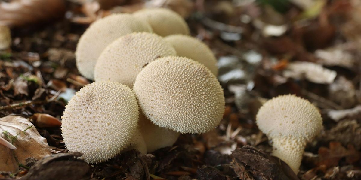 Mushroom foraging around Entwistle, Bolton