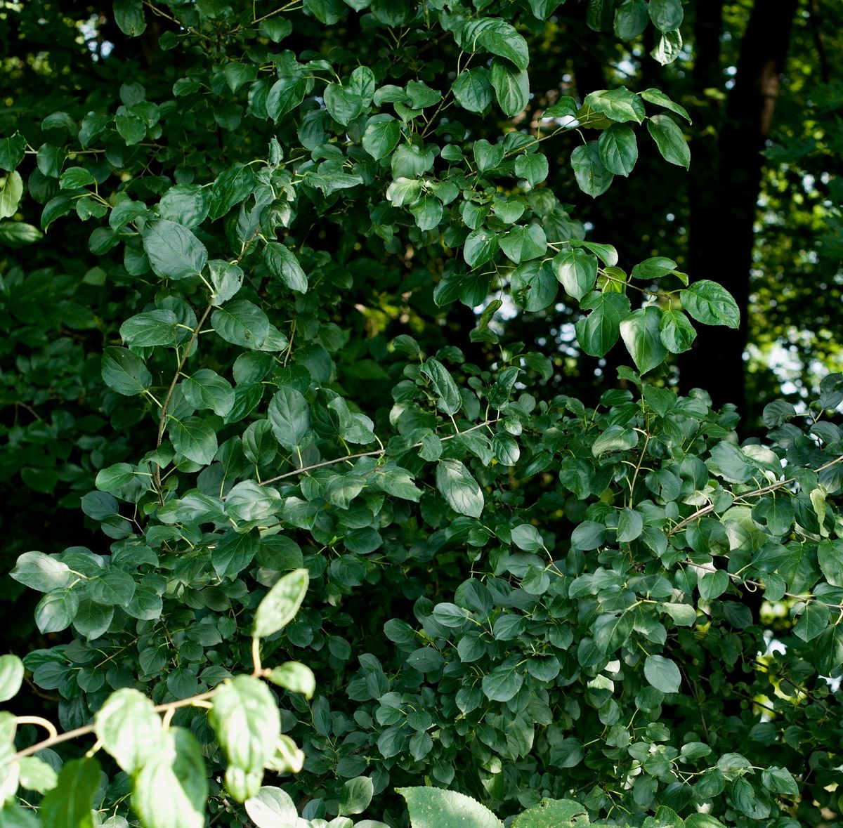 Clean Water Clean-Up: Buckthorn Management