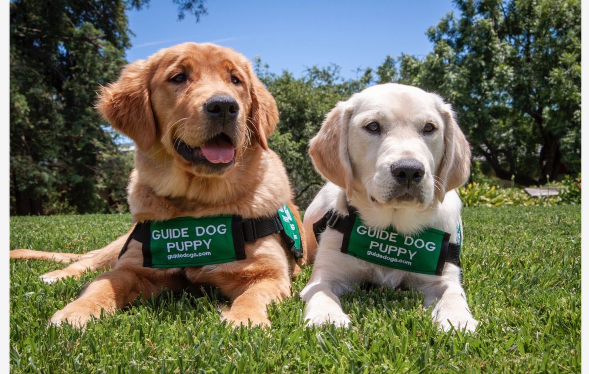 Guide Dogs for the Blind Meet & Greet