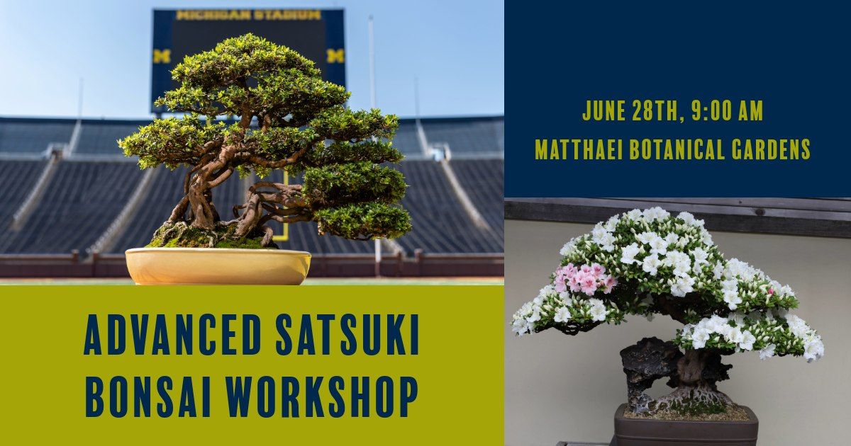 Advanced Satsuki Bonsai Workshop