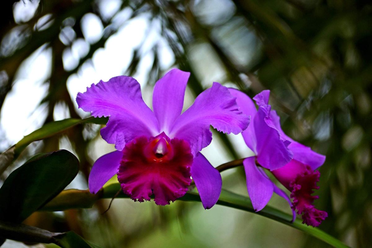 Orchid Basics 101 Class