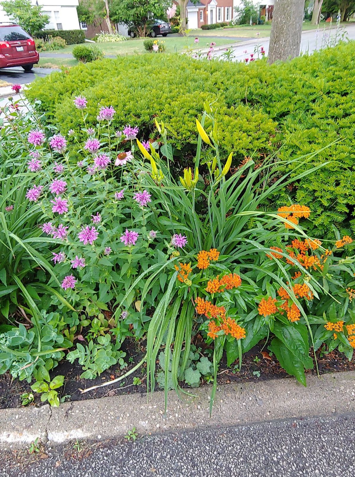 Highland Garden Club of Evanston's annual plant sale - Backyard Botanicals