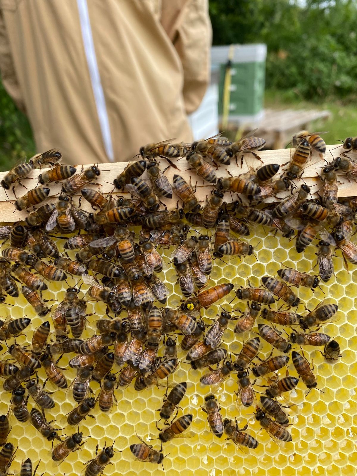 1 day Beginners Beekeeping Course 