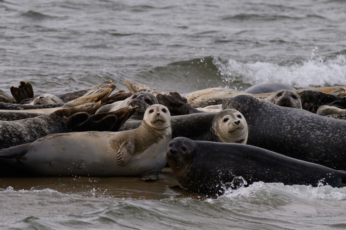 Observe, Photograph, and Document Seals of Shinnecock Bay