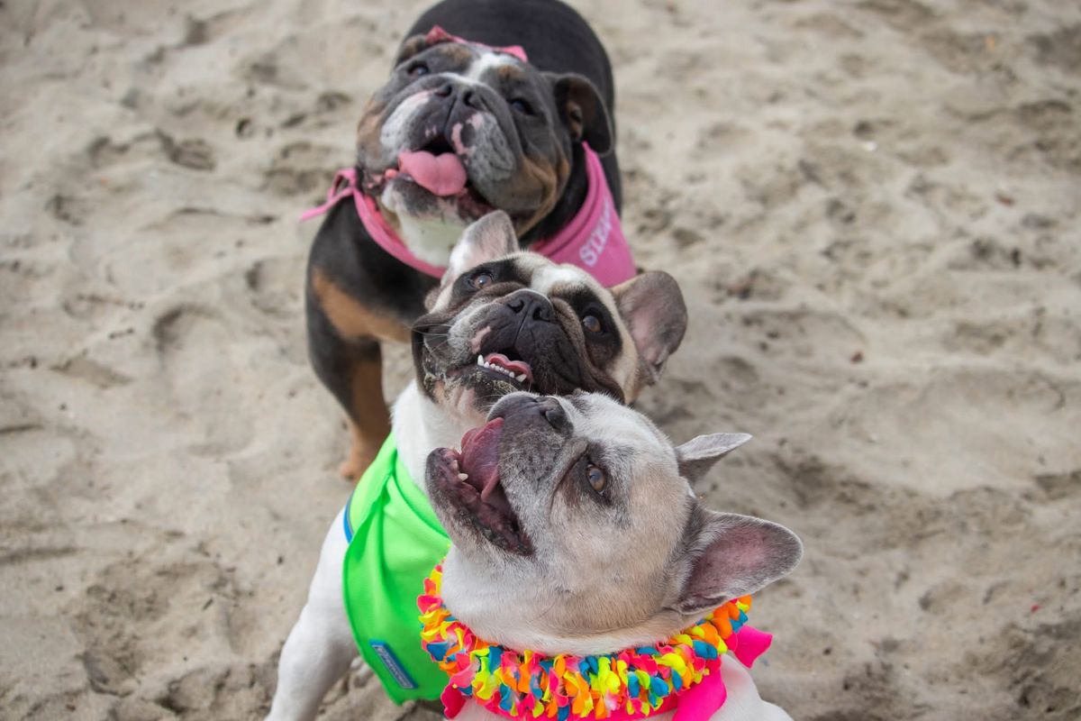 New Year Bulldog Meetup with the French Beachdogs & Long Beach Bulldog Meetup!