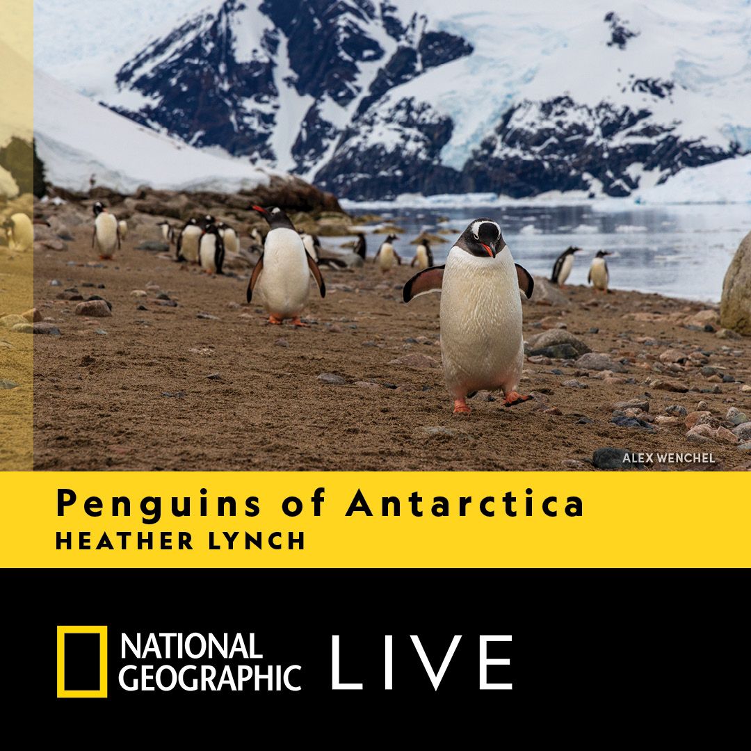 National Geographic Live: Penguins Of Antarctica With Dr. Heather Lynch