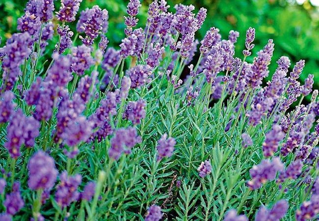 Lavender as Medicine