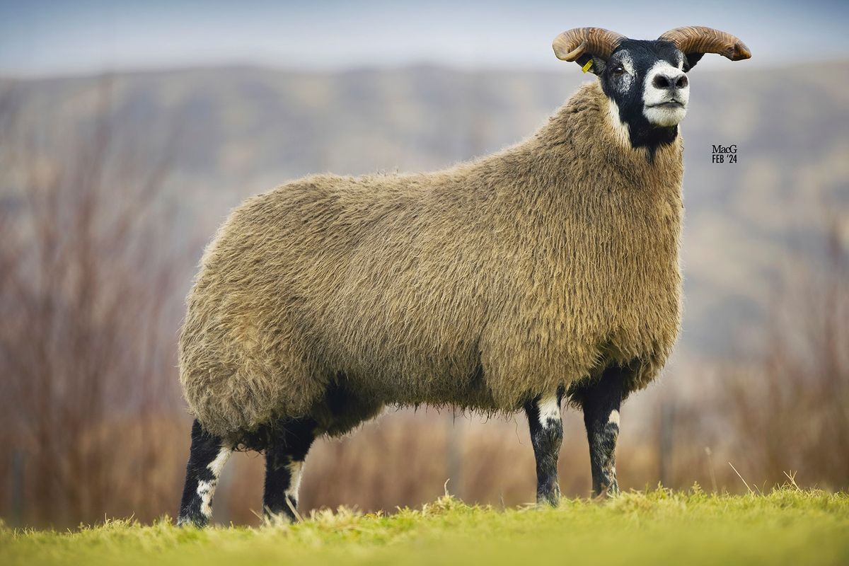 Blackface In Lamb Female Show & Sale 