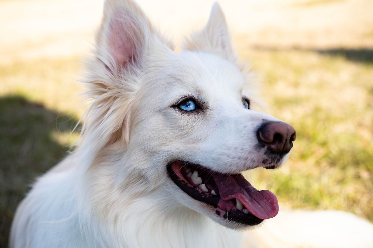 Skyhoundz DiscDogathon World Qualifier Event 