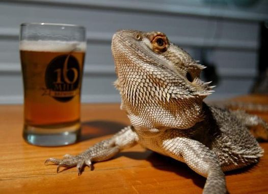 Reptiles and Beer, Oh My!