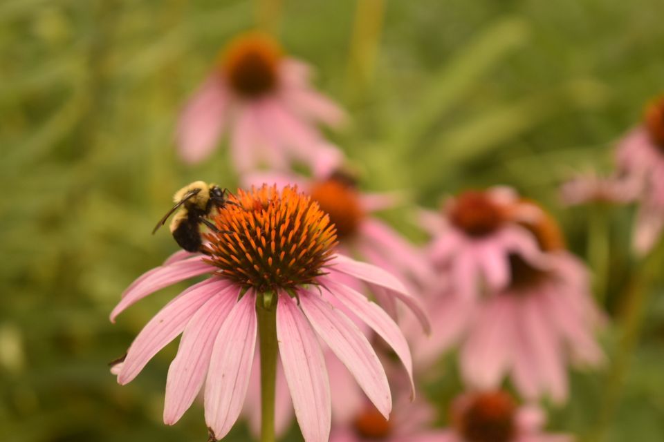 Hamline Midway Library Pollinator Garden Clean-up