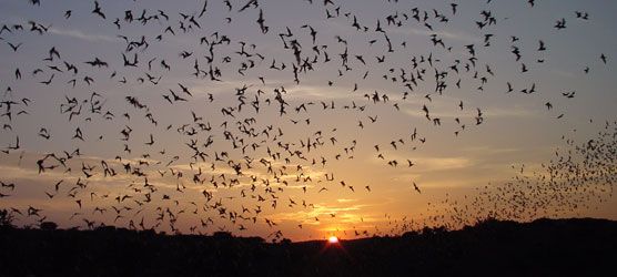 Wildlife Wednesday - Animal Migration