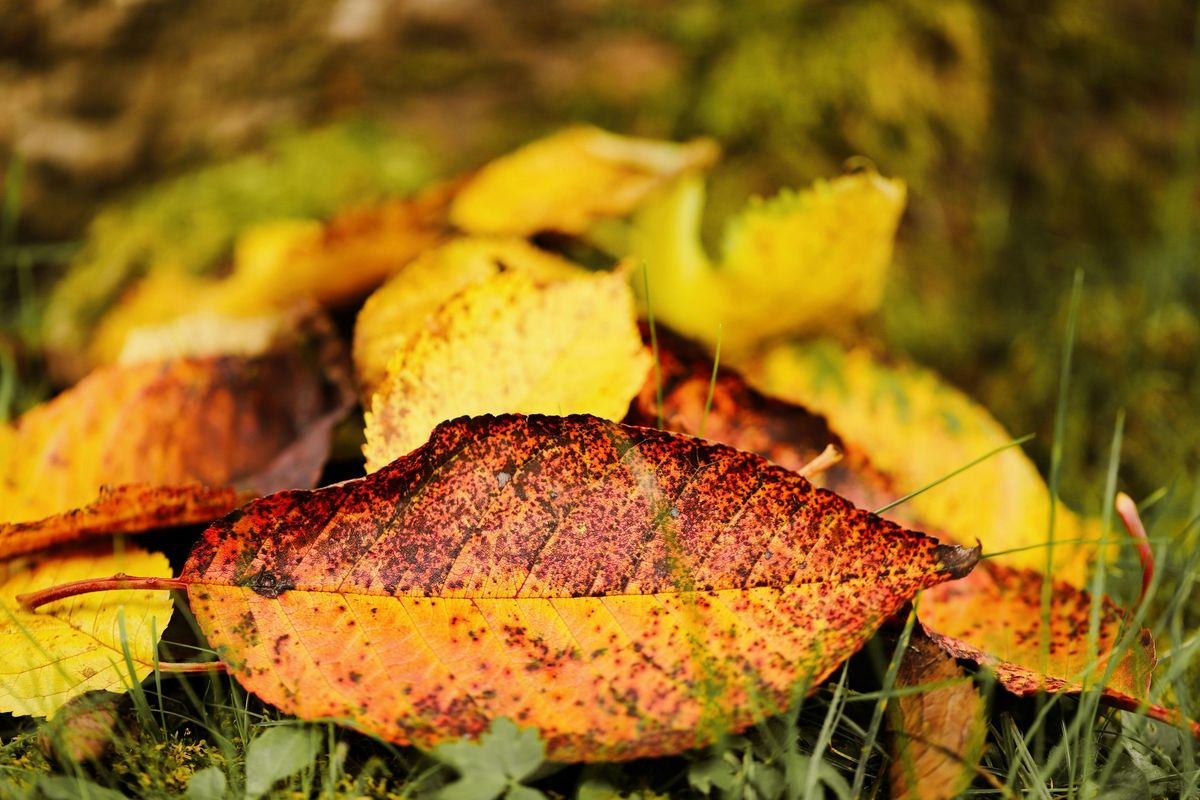 Fall Foliage and Macro Walk