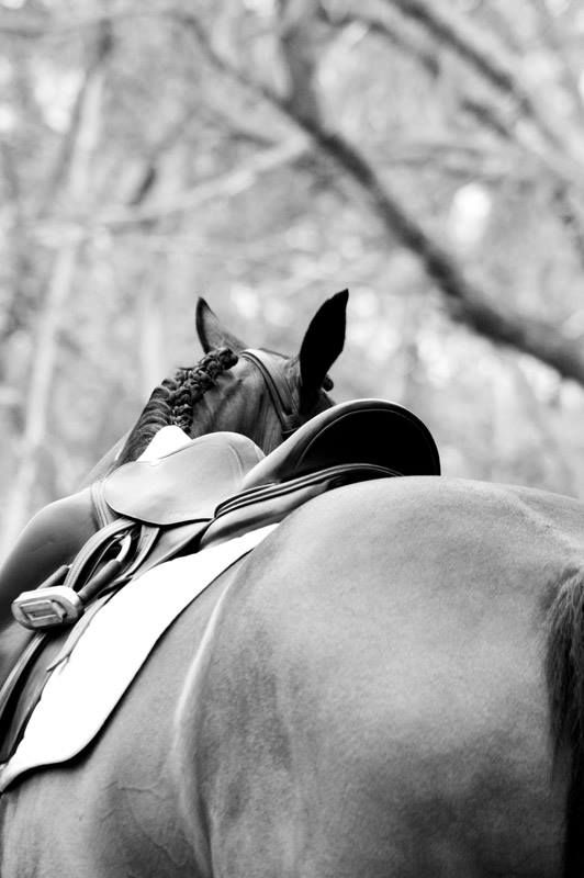 Birdrise Farm Stays HOTY Dressage Show 