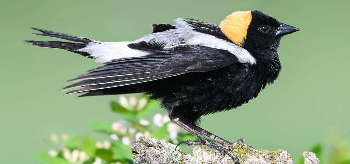 Bird Walk at Byers Woods