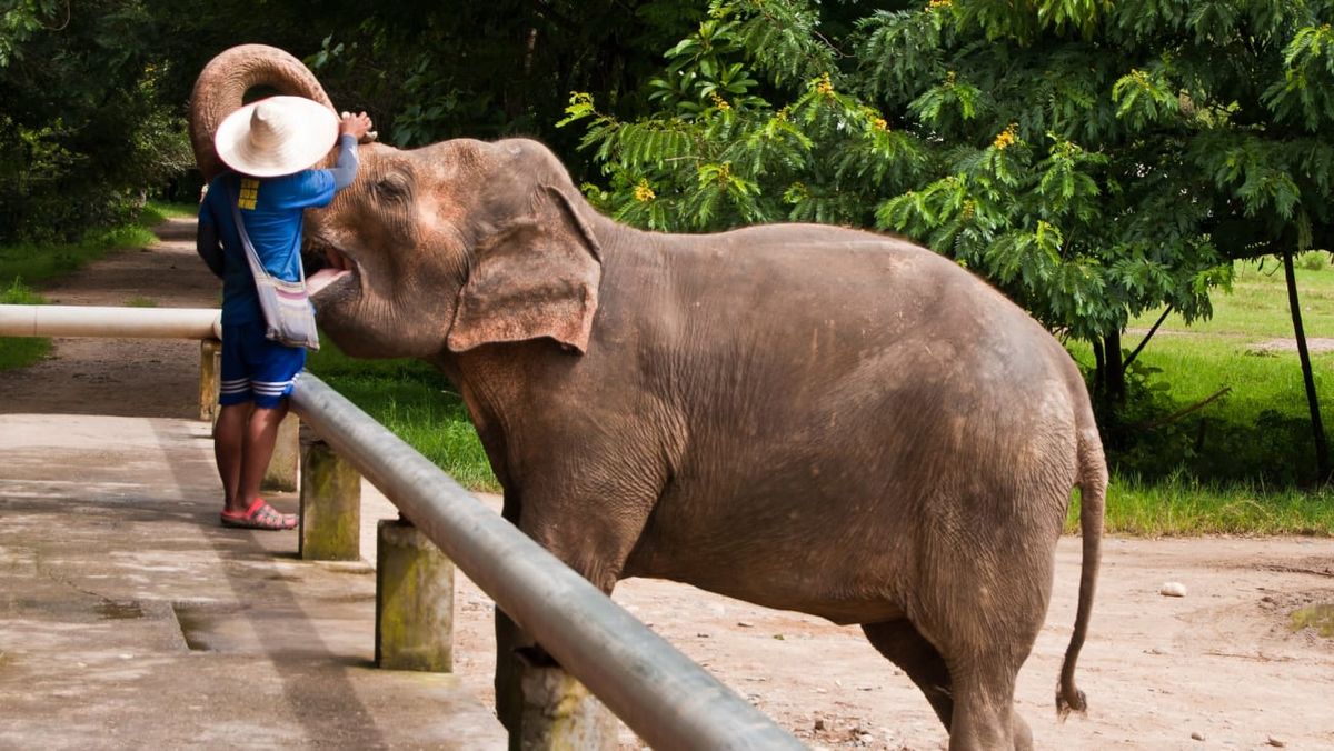 Elefantes Granada Tickets