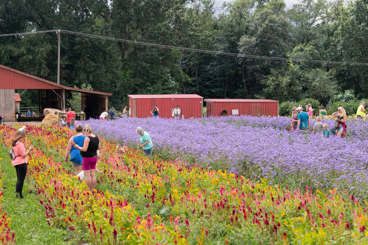 Wildflower Festival 