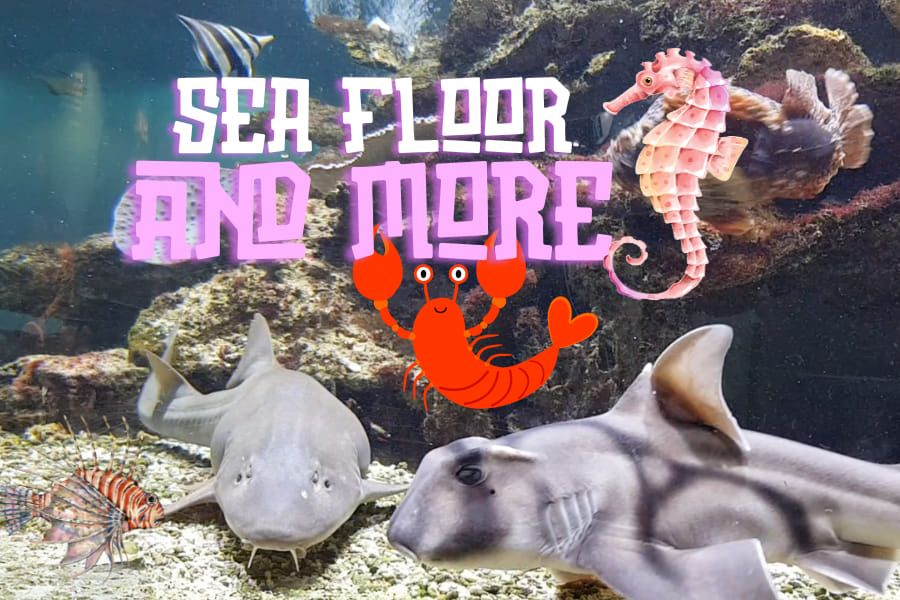 School Holiday Program - Sea Floor & More