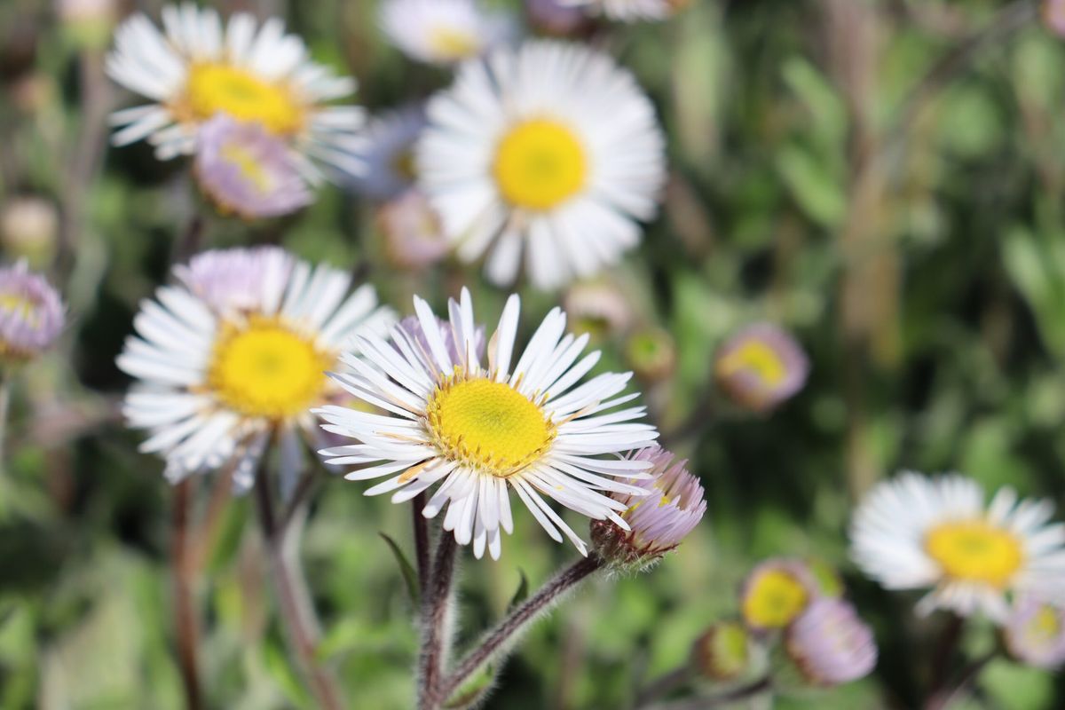 Native Plant Symposium