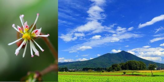 はじめての山歩き 筑波山固有種を探せ 筑波山 女体山 男体山 筑波山 Fujishiro 26 June 21