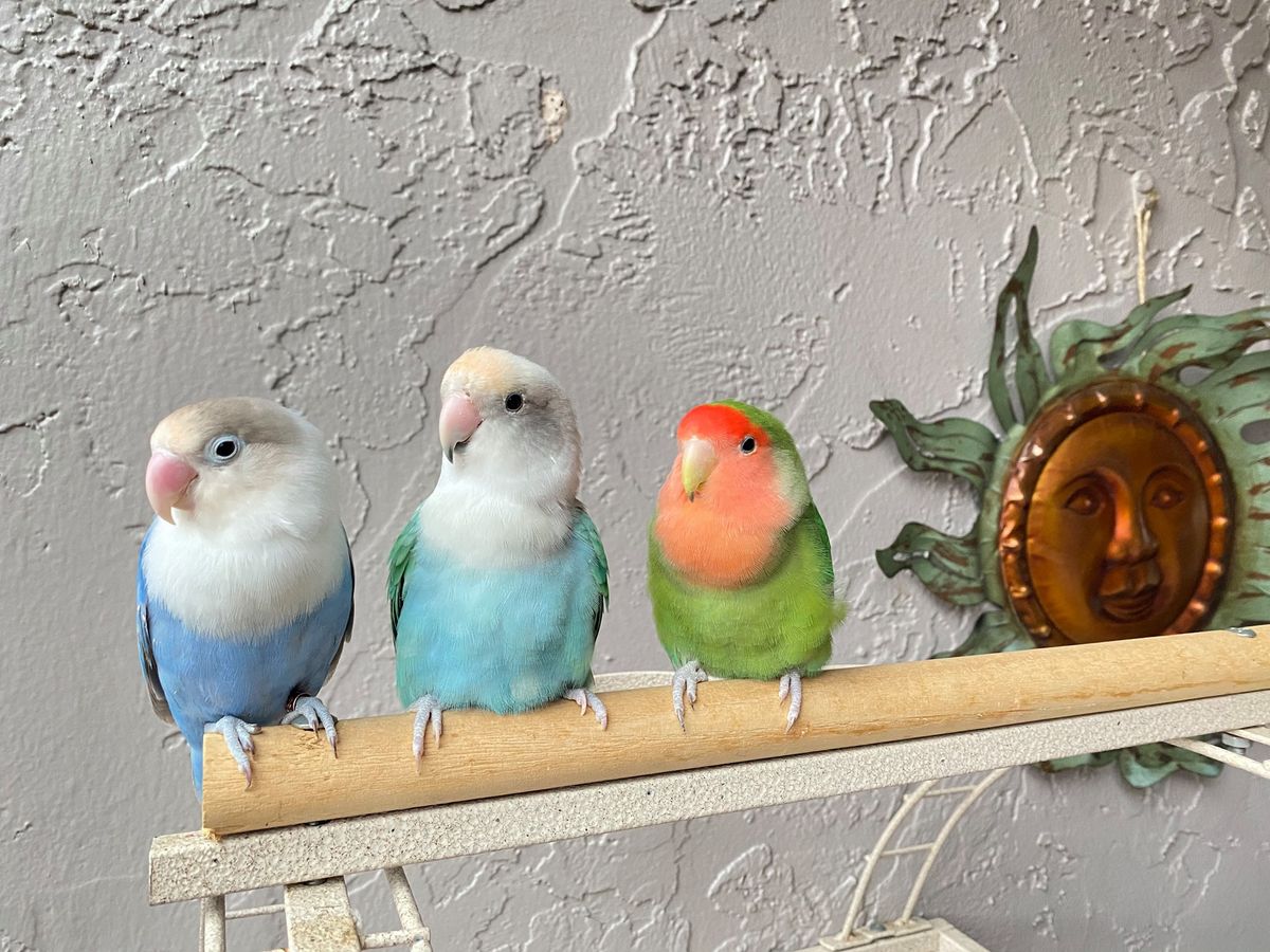 Bird Lovers Club Next Meeting