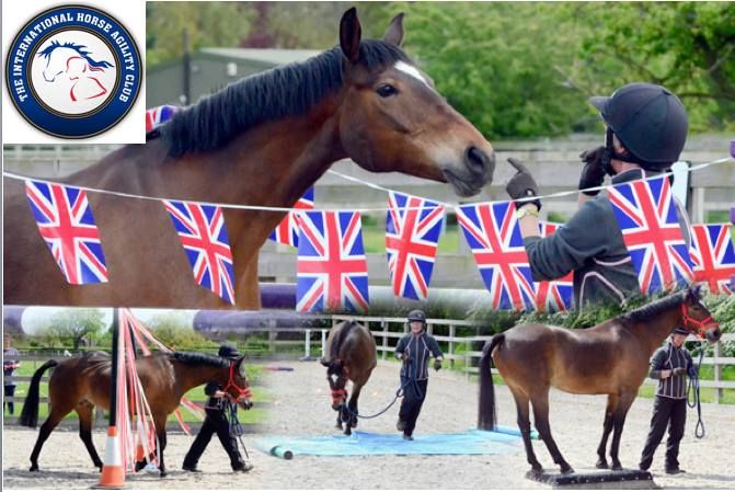 Horse Agility Training & Competition